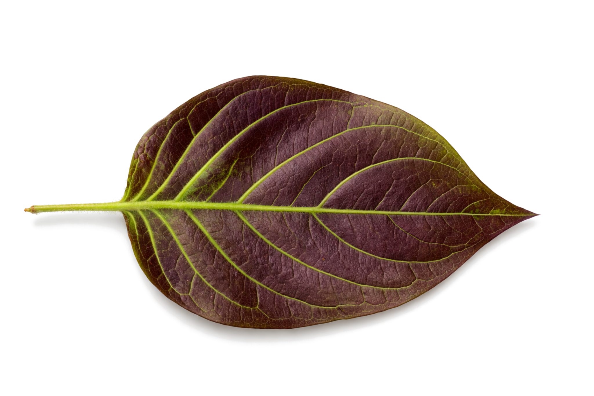 Decorative floating leaf